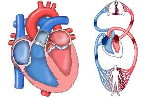 Imagen ilustrativa del artículo Hierbas para fortalecer los vasos sanguíneos y el Corazón